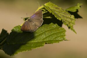 Zomerse Vlinder en Libellenexcursie Voornes Duin