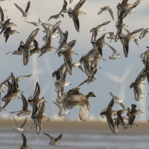 Vogelexcursie Maasvlakte