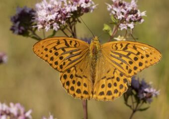 Zomerse Vlinder en Libellenexcursie Voornes Duin