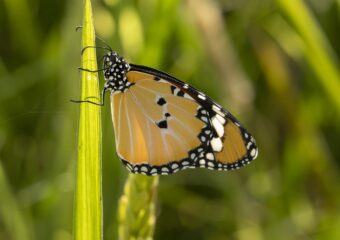 Kleine monarchvlinder imago