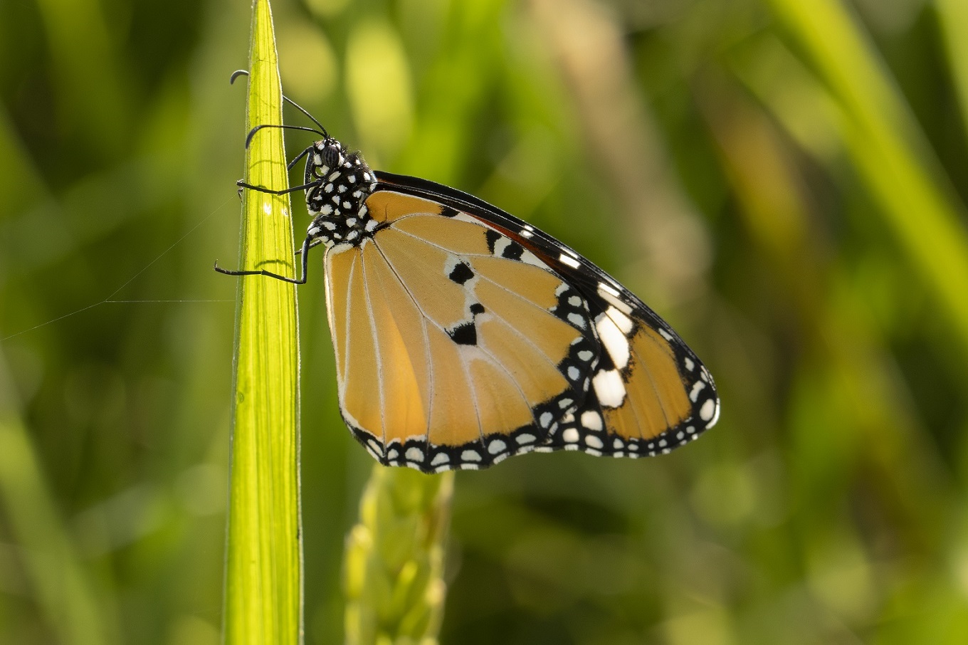 Kleine monarchvlinder imago
