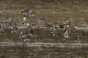 Wintervogelexcursie Voornes Duin