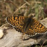 Vlinder en Libellenexcursie Voornes Duin-voorjaar