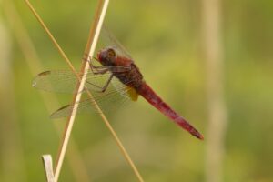 Zomerse Vlinder en Libellenexcursie Voornes Duin