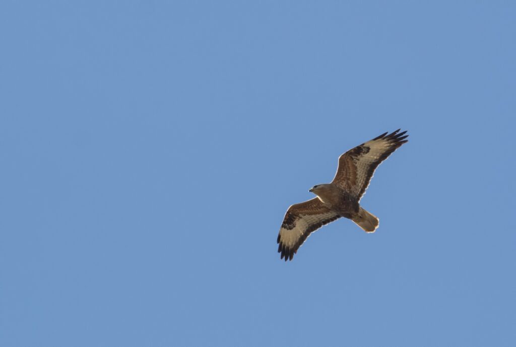 arendbuizerd vogelreis cyprus vogels kijken
