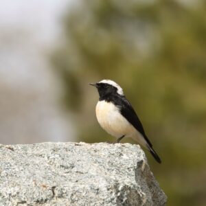 Vogelreis Cyprus in het voorjaar