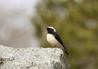 Vogelreis Cyprus in het voorjaar