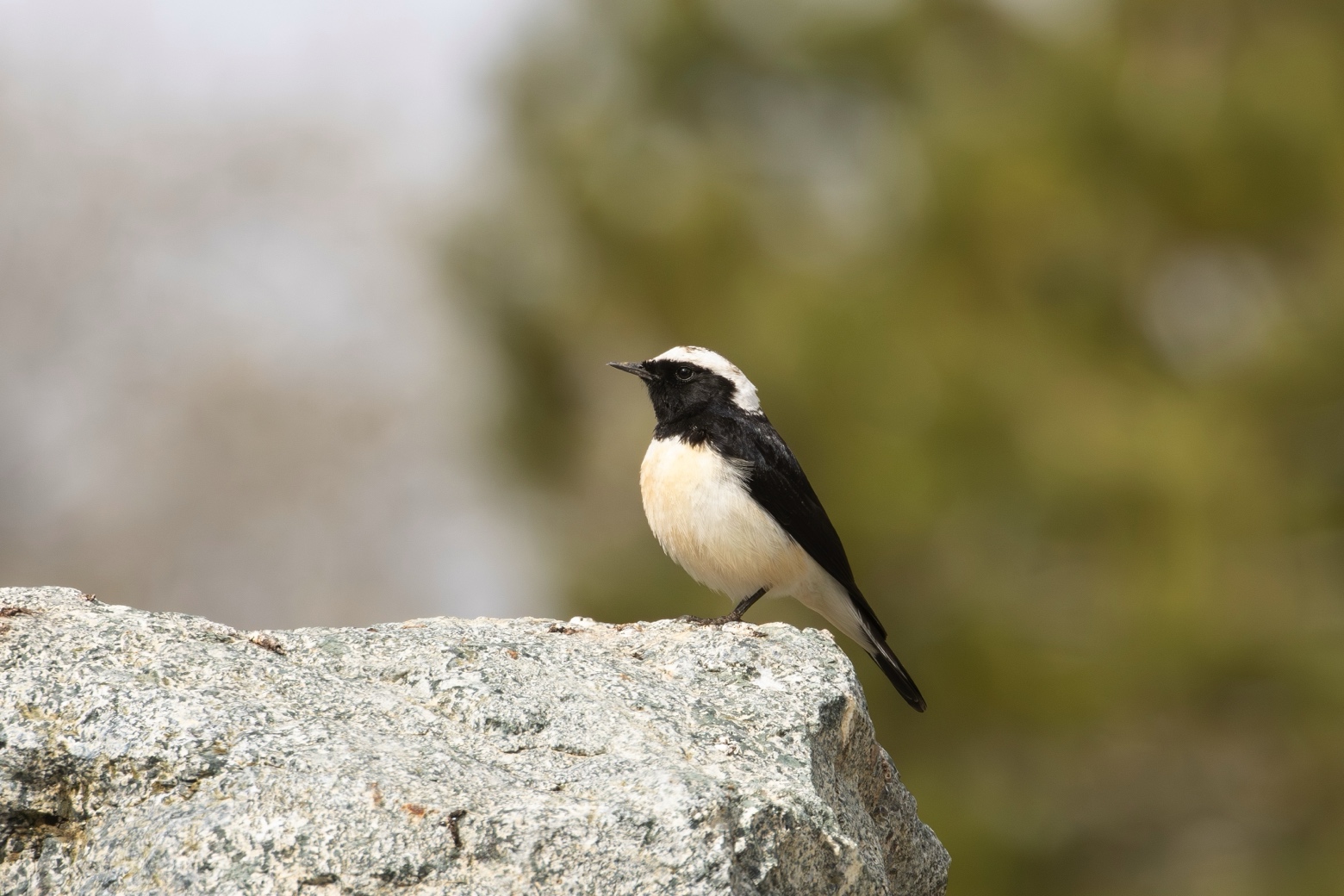 Vogelreis Cyprus in het voorjaar