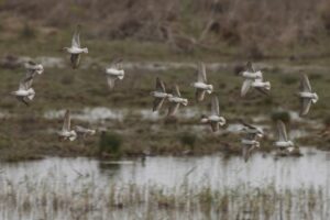 Groep Poelruiters in vlucht op Cyprus