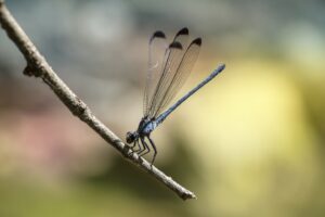 Vlinders en Libellen spotten op Cyprus