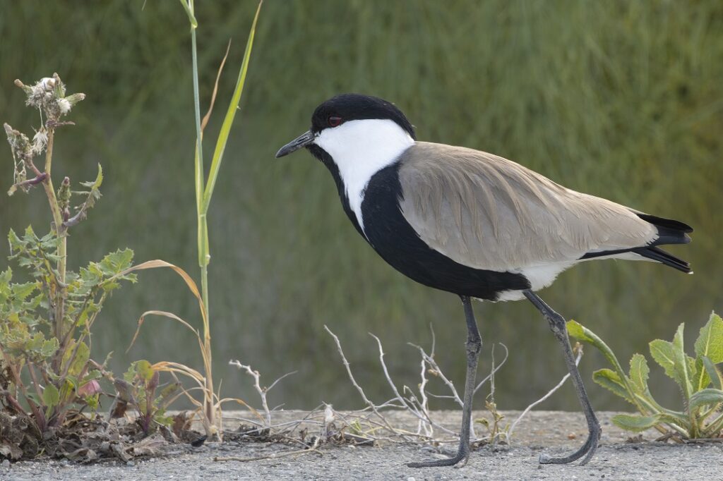 Sporenkievit op Cyprus
vogels kijken Cyprus