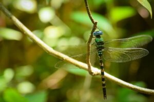 Close up of a dragonfly perching on a tree branch in its natural habitat. Blue darner dragonfly ( anax immaculifrons)