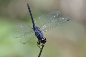 Vlinders en libellen op Cyprus