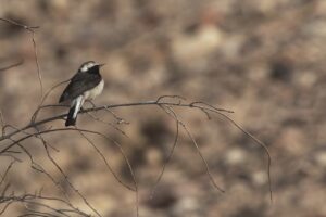 Subadult Cyprus Wheatear (Oenanthe cypriaca) during spring migration