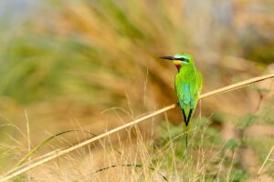 An amazing shot of the blue-cheeked bee-eater (merops persicus) bird sitting on a tiny branch looking left