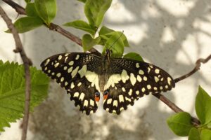 Vlinders en libellen in Cyprus