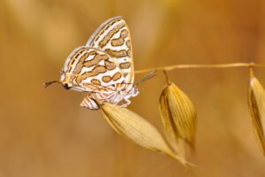 Oostelijke zilverstreep - Levantine Leopard - Apharitis acamas