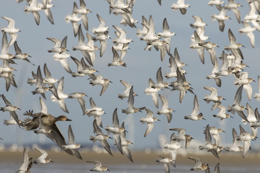 steltlopers westplaat op achtergrond maasvlakte, Chris de Nooijer, Goldcrest nature Tours