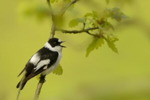 Collared Flycatcher - Ficedula albicollis - black and white male sitting on the oak branch and singing.Green background in the spring and the beginning of summer.