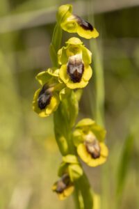 Gele ophrys