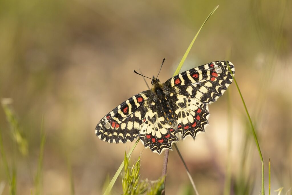 Spaanse-pijpbloemvlinder-imago-zerynthia-rumina