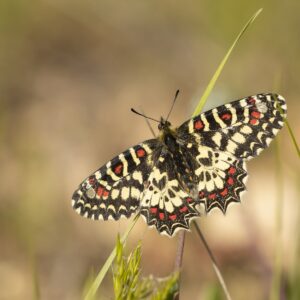 Spaanse-pijpbloemvlinder-imago-zerynthia-rumina