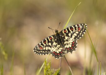 Spaanse-pijpbloemvlinder-imago-zerynthia-rumina