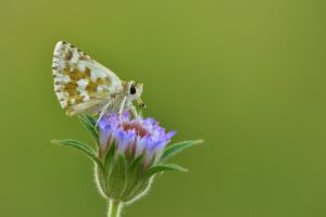 Spialia phlomidis- Groot windedikkopje imago