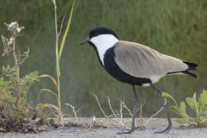 Reisverslag onderzoek vogels en vlinders op Cyprus