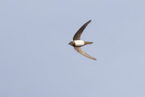 vogels kijken in Centraal Europa"