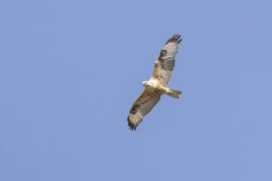 Vogels kijken in Centraal Europa"