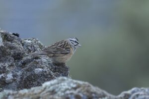 Vogelreis Provence in de winter