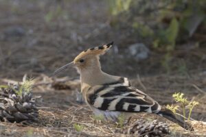 Vogels kijken in Centraal Europa"