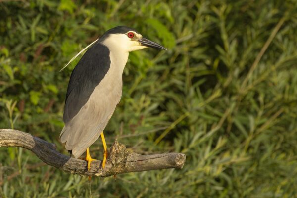 Vogels kijken in Centraal Europa