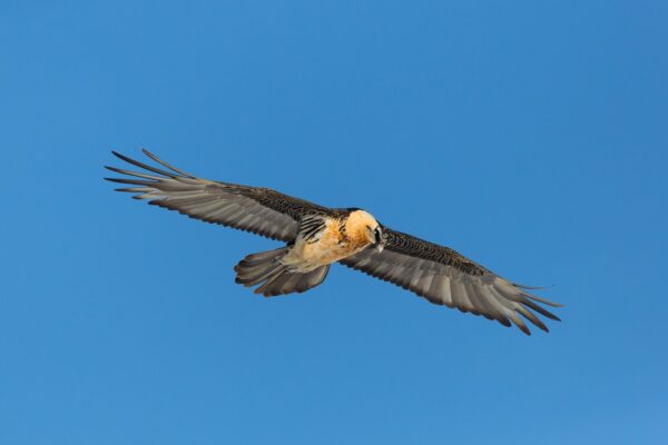 Vogels kijken in Centraal Europa