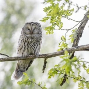 Vogels kijken in Centraal Europa