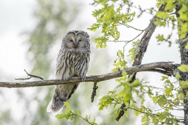 Vogels kijken in Centraal Europa