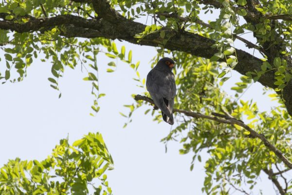 Vogels kijken in Centraal Europa