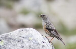 Vogelreis Provence in de winter