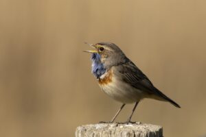 Blauwborst zingend op een paal in de Wolvenpolder - Chris de Nooijer