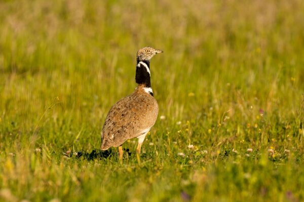 Vogelreis Provence in de winter