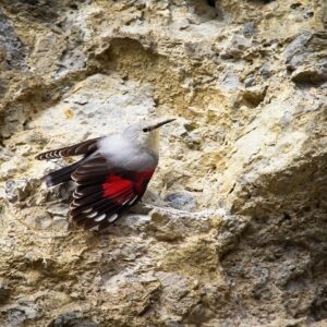 Vogelreis Provence in de winter