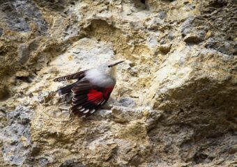 Vogelreis Provence in de winter