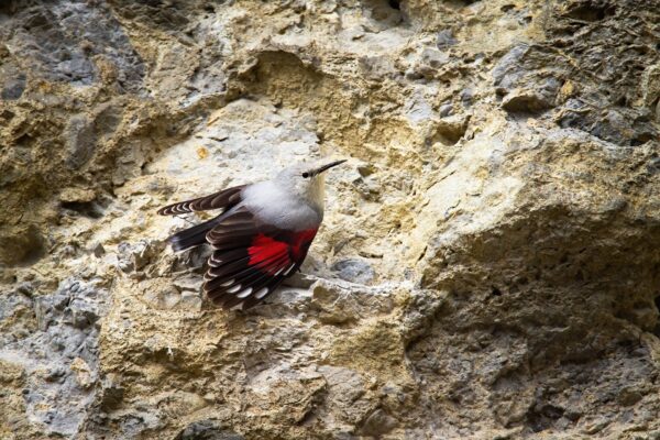 Vogelreis Provence in de winter