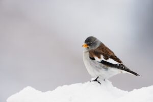 Sneeuwvink in de sneeuw