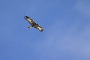 A golden eagle soaring at high altitude in front of a blue sky in the Swiss Alps.