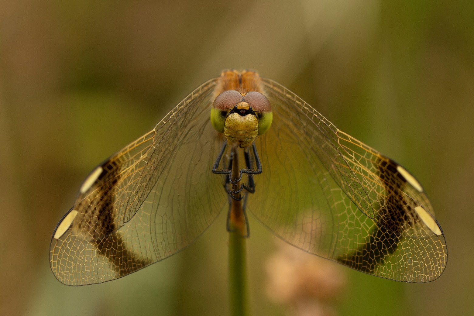 Vlindersafari en libellenexcursie - Goldcrest Nature Tours| Bandheidelibel