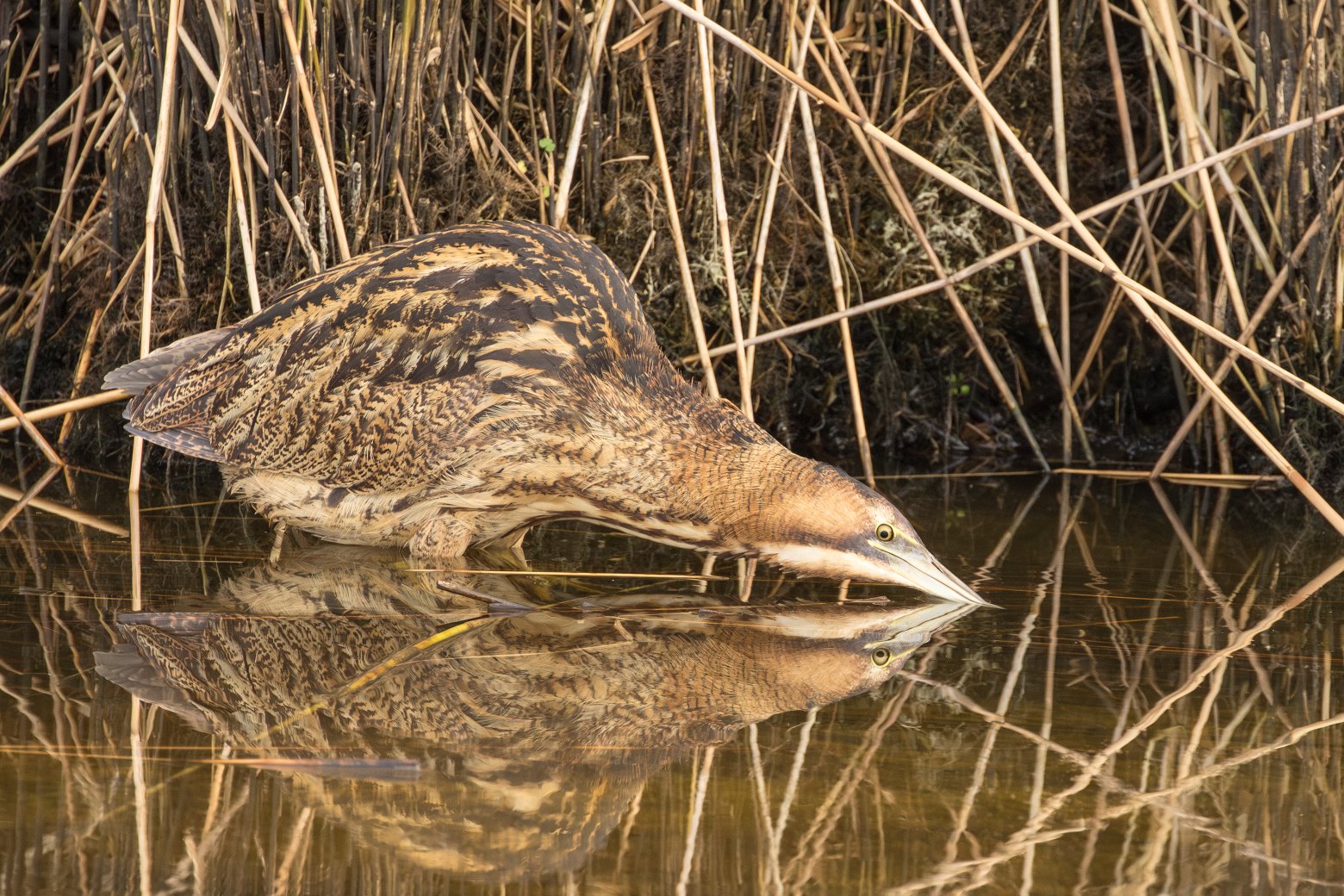 Vogelexcursie Goldcrest Nature Tours | Roerdomp