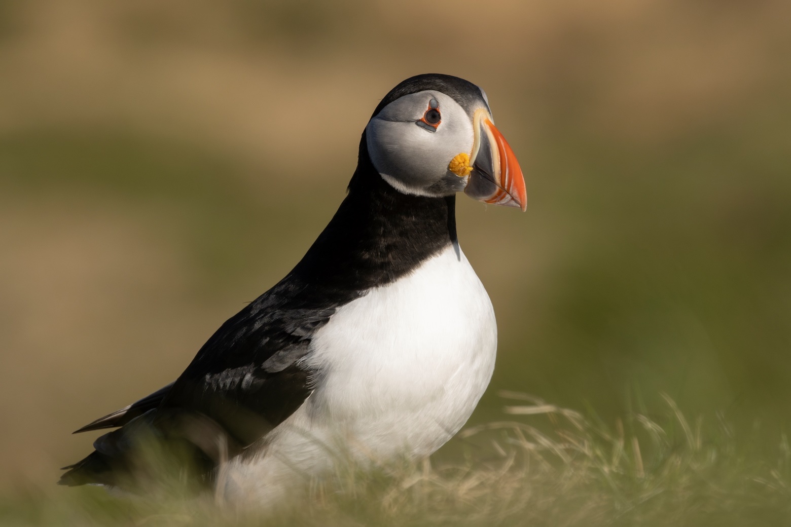 Vogelreizen in Europa 