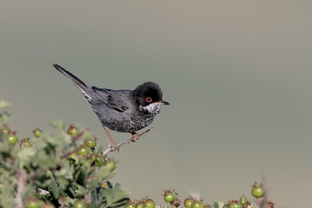 cyprus warbler
vogels kijken cyprus
vogelreis vogeltrek voorjaarstrek